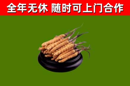 大通烟酒回收冬虫夏草.jpg